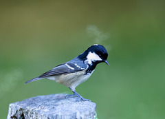 Coal tit