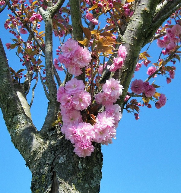 Prunus