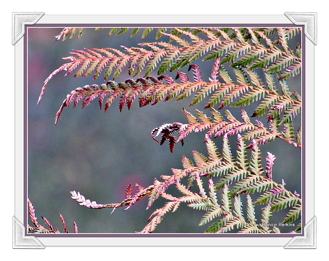 Fern Leaves.