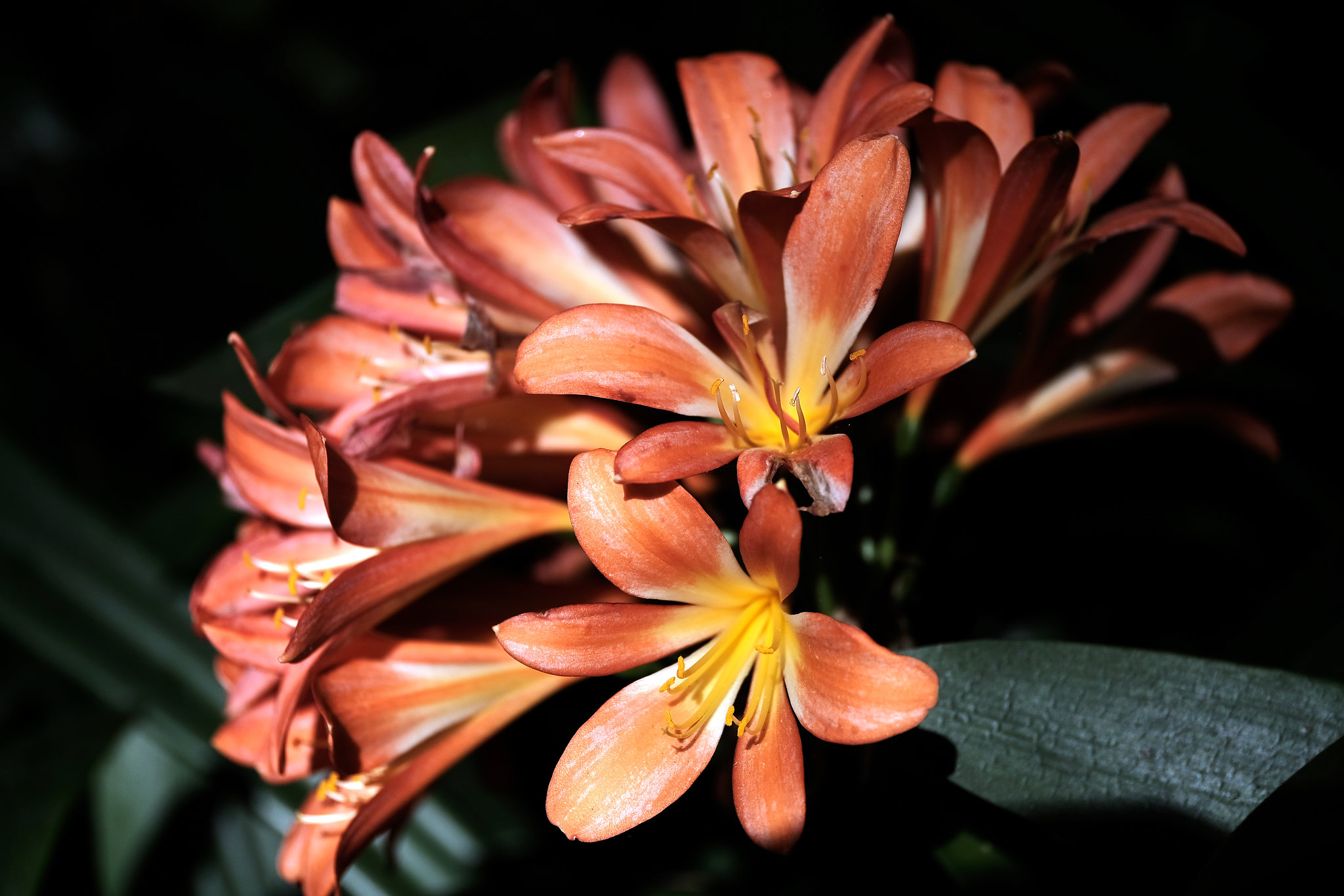 Madeira Funchal May 2016 Xpro2 Touit 50mm Monte Botanical Gardens 18