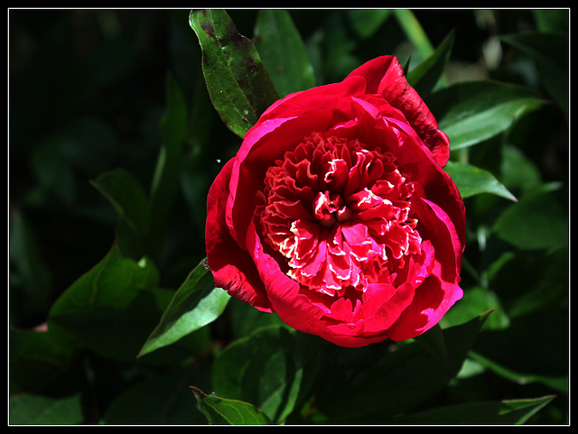Madame Henry Fuchs