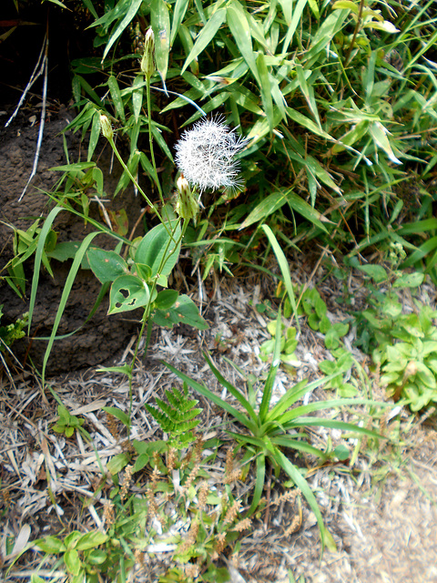 DSCN1647 - mata-pasto Erechtites valerianifolius, Asteraceae
