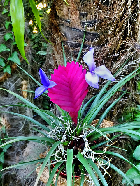 Tillandsia cyanea. ©UdoSm