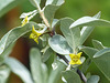 Wolf Willow / Elaeagnus commutata