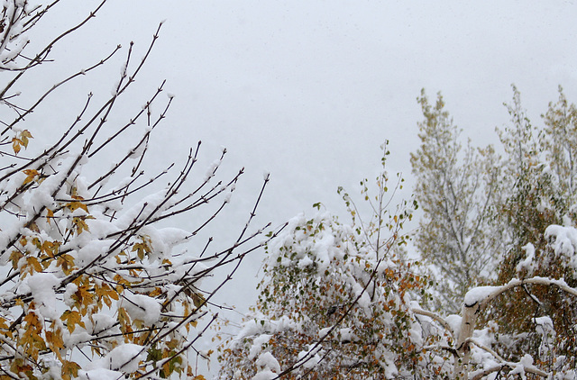 Tombe la neige d'octobre