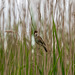 Reed warbler