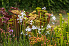 Calopogon tuberosus forma albiflorus (Common Grass-pink orchid) - white form in the bog garden