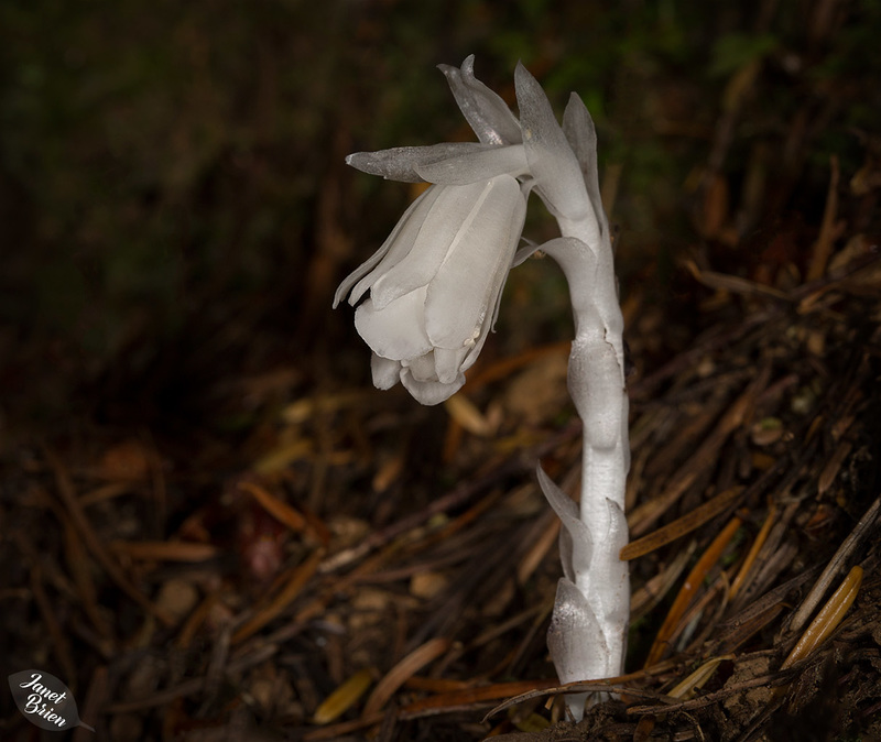 Indian-Pipe-Fungus-macrolens