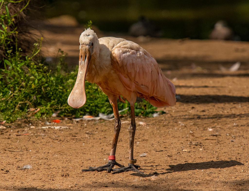 Roseate spoonbill
