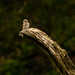 Spotted Flycatcher on dead tree