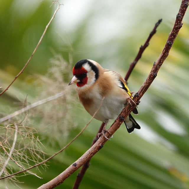 Goldfinch