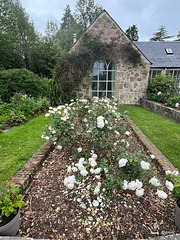 Summer morning in the courtyard
