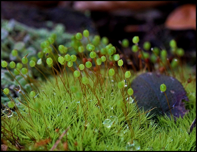 Bartramia pomiformis 2 1024 (2)