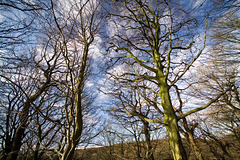 Trees and sky