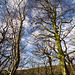 Trees and sky