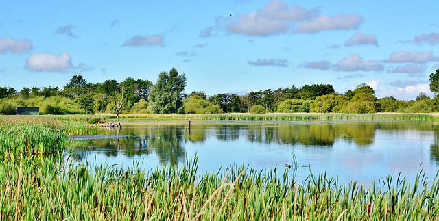 Bordered by Bullrushes