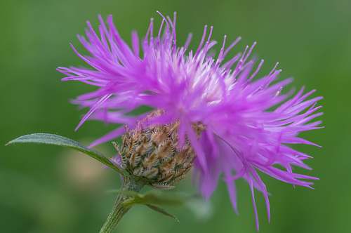 Zénitude IMGP8731