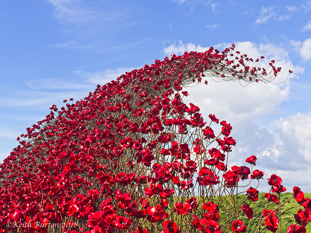 Poppies: Wave..........Fort Nelson, Portsmouth (2)