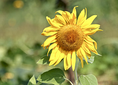 Sonnenblume