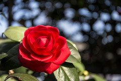 Camellia japonica