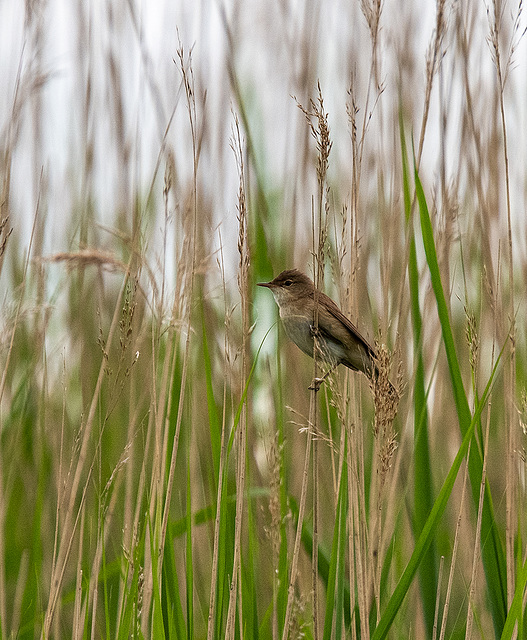 Reed warbler