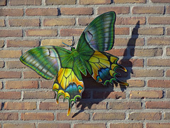 Kaiser i hind wall-butterfly