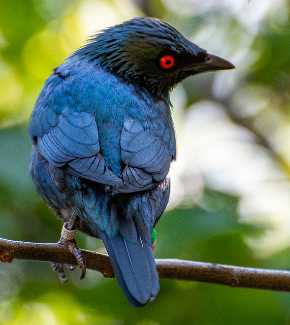 Fairy bluebird