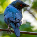 Fairy bluebird