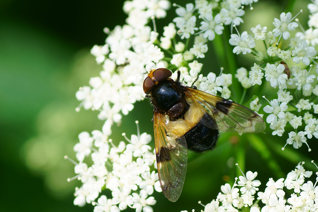 Gemeine Waldschwebfliege auf Giersch