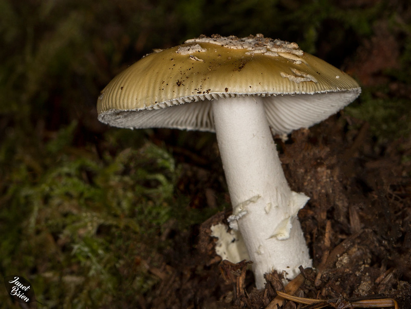 Amanita2