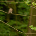 Spotted Flycatcher rear view with nest material