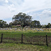 Cimetière de campagne en Malaisie