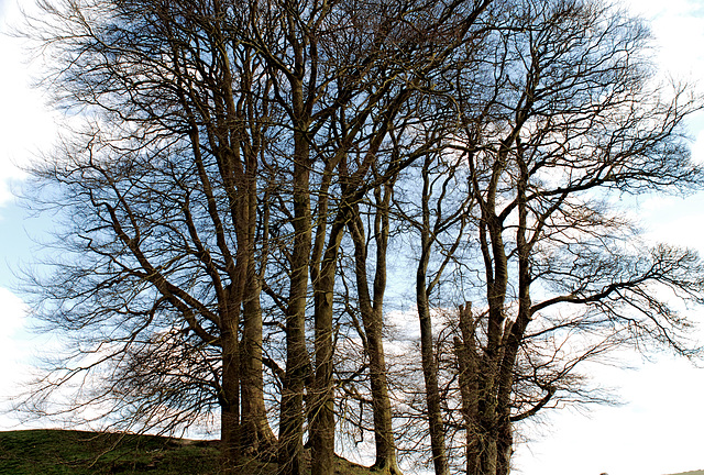 Beech Trees at Avebury