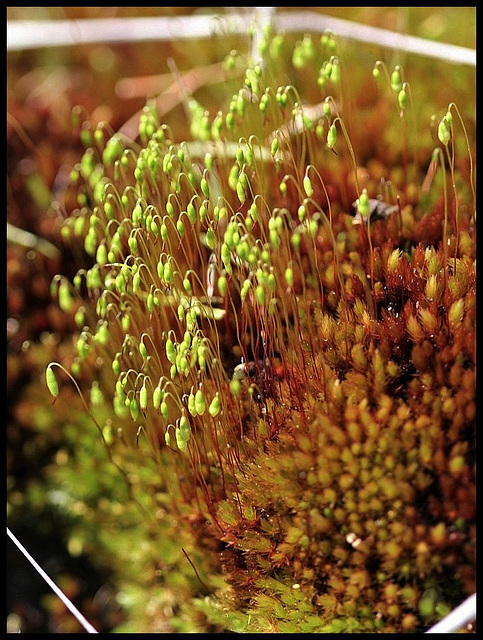 Bryum pallens 1024 (2)