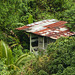 Typical scene, on way to Brasso Seco, Trinidad