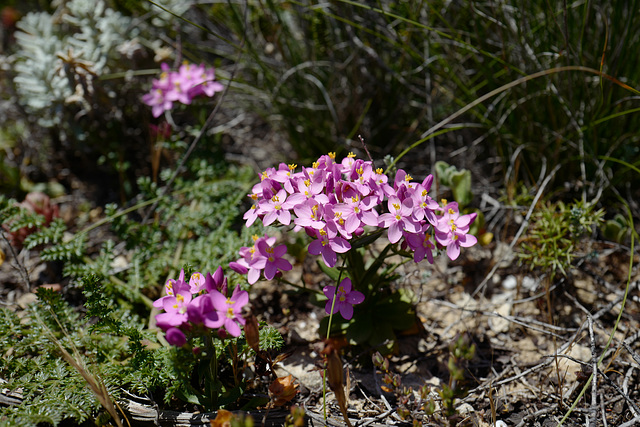 Spergularia purpurea