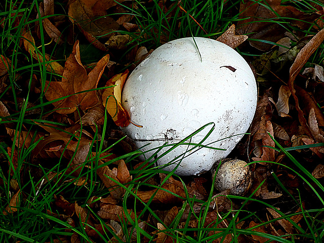 Calvatia gigantea