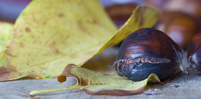 chauds les marrons !