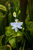 Calopogon tuberosus forma albiflorus (Common Grass-pink orchid) - white form in the bog garden