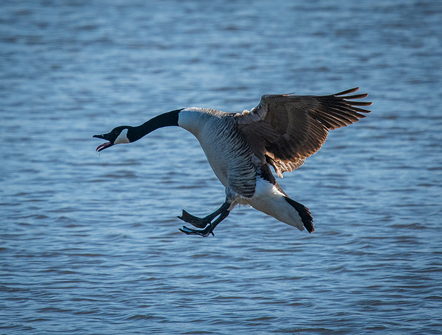 Incoming goose