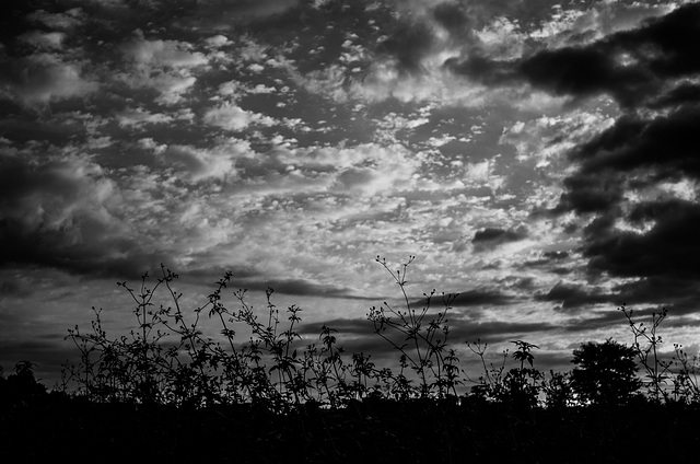 Dawn in the rice fields