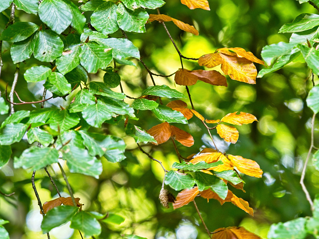 Autumn Beginnings