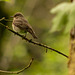 Spotted Flycatcher