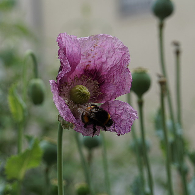 poppy&bumblebee