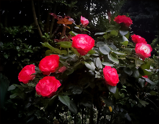 my roses ...