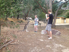 and more kangaroos