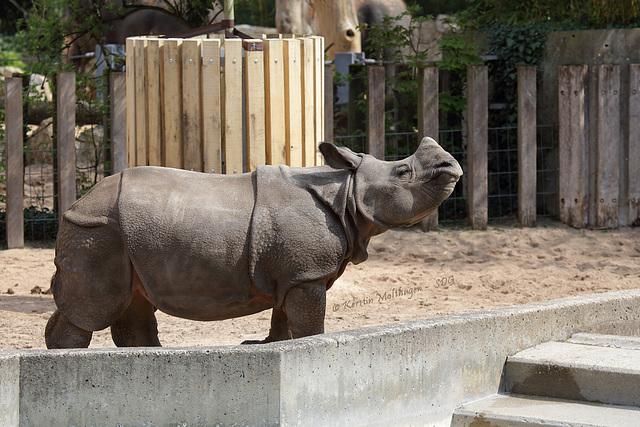 Jungnashorn Savita (Wilhelma)