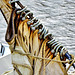 Furled and detailed sail. Stavros S Niarchos