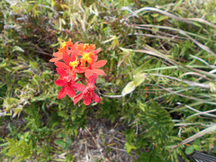 DSCN1649 - orquídea-da-praia Epidendrum fulgens, Orchidaceae