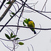 Boat-billed Flycatcher, on way to Brasso Seco